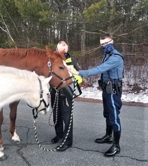 Just Horsing Around Massachusetts State Police Escort Two Escaped