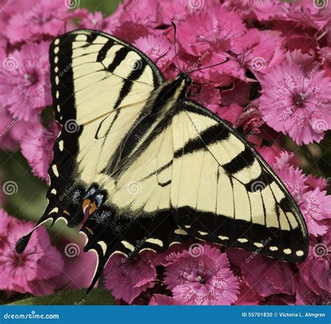 Tigre Orientale Swallowtail Fotografia Stock Immagine Di Nero Fiori