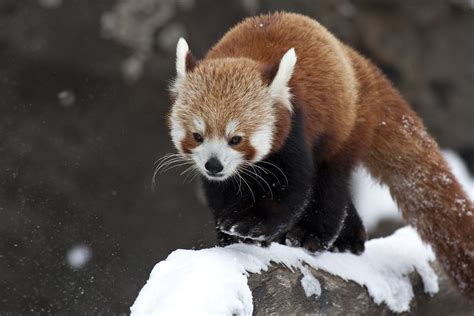 Red Panda Photo Smithsonians National Zoo Smithsonians National