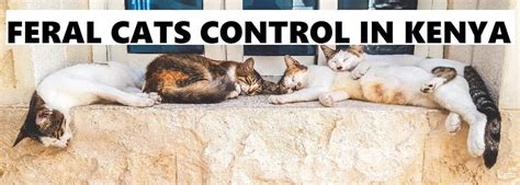 Jopestkil Kenya Expert Feral Cats Control Services
