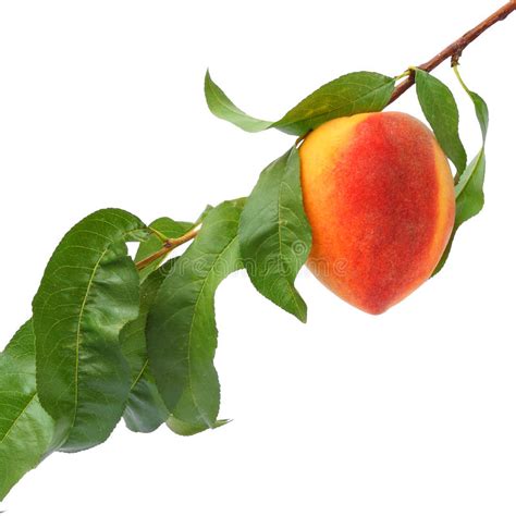 Ripe Peach Fruit Stock Photo Image Of Farming Fluffy 43302682