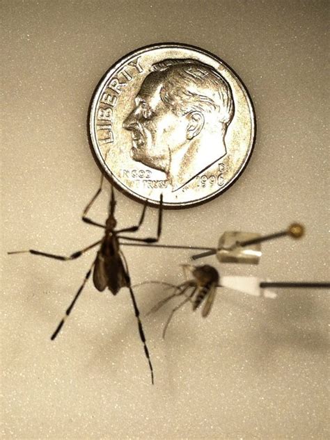 They May Be Dime Sized But This Mosquito Is No Big Deal