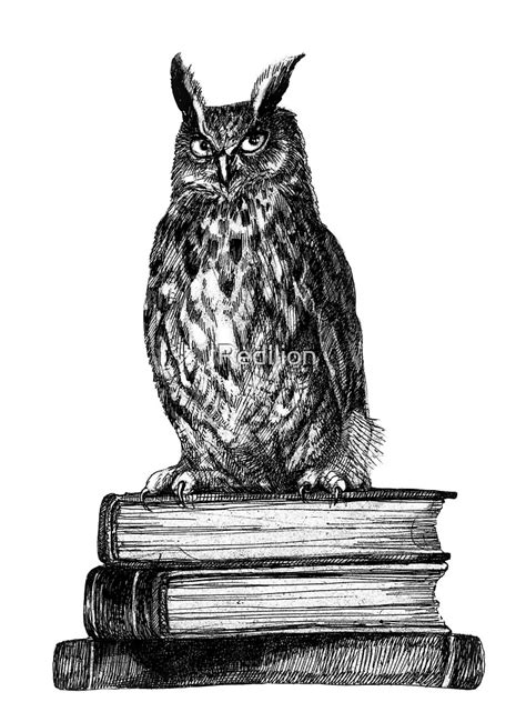 Library Owl Ink Drawing Framed Art Print For Sale By Redilion Redbubble