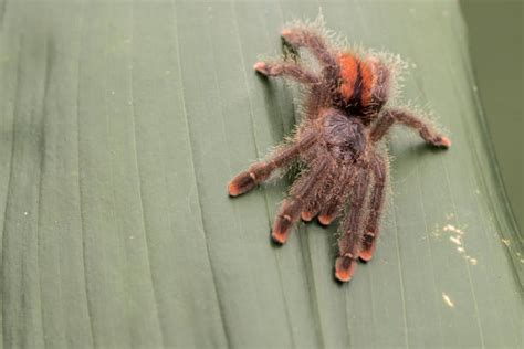 Pinktoe Tarantula Obrazy Zdjęcia I Ilustracje Istock