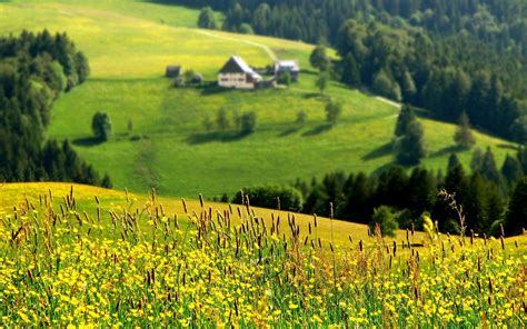 Meadow Flowers On A Tuscany Hillside Wallpapers Wallpaper Cave