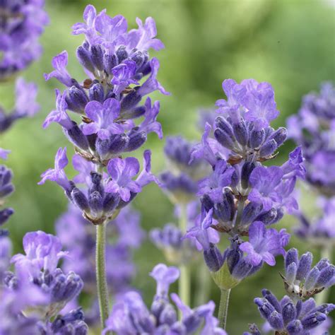 Dwarf Lavender Munstead 5cm Plug Plants Mirror Garden Offers
