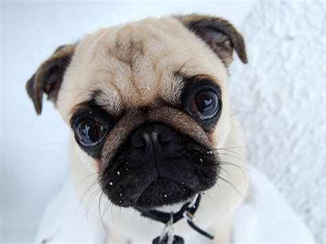 Funny Pug Wallpapers Wallpaper Cave