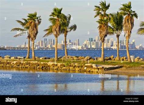 Skyline Of Downtown Miami With Palm Trees At Front From Matheson