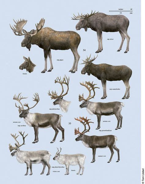 Cervidae Toni Llobet Nature Illustrated Ca Handbook Of The Mammals