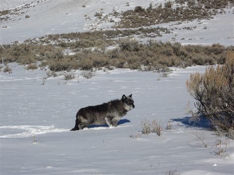 Undecided On Wolves Hear From A Wyoming Wolf Expert Who Has Seen Them
