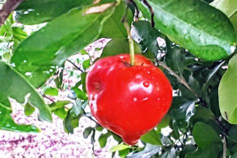 Growing Acerola Barbados Cherry Malpighia Emarginata Vegefuture