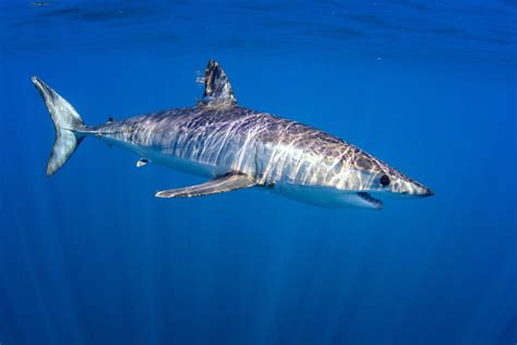Are Mako Sharks Dangerous American Oceans