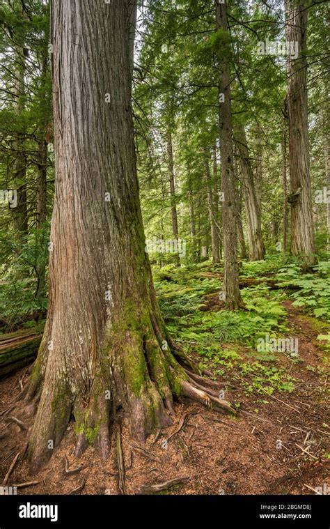 western red cedar trees giant cedars boardwalk trail mount revelstoke national park west