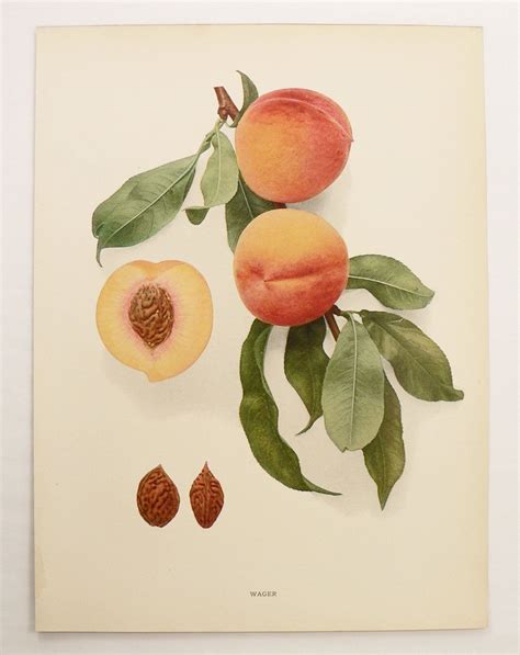 Vintage Fruit Print Of Peaches Antique Peach Print 1917 Vintage
