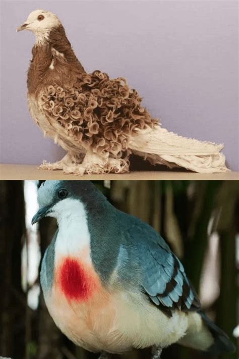 15 Of The Most Beautiful Pigeons And Doves That Will Leave You