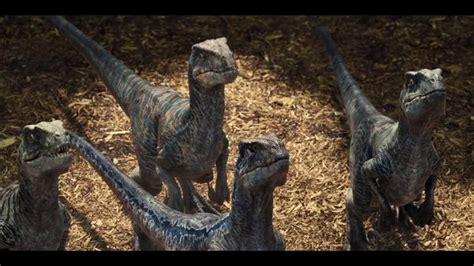 What Are All The Male Velociraptors Quora