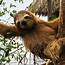 Sloth Show Finally Coming To Television