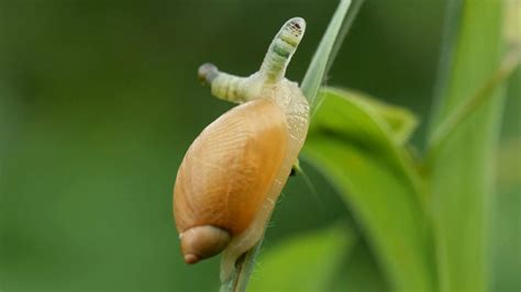 Zombie Snail Infected By A Parasite Leucochloridium Paradoxum Youtube