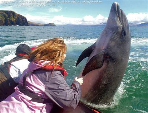 Fungie The Dolphin From Dingle