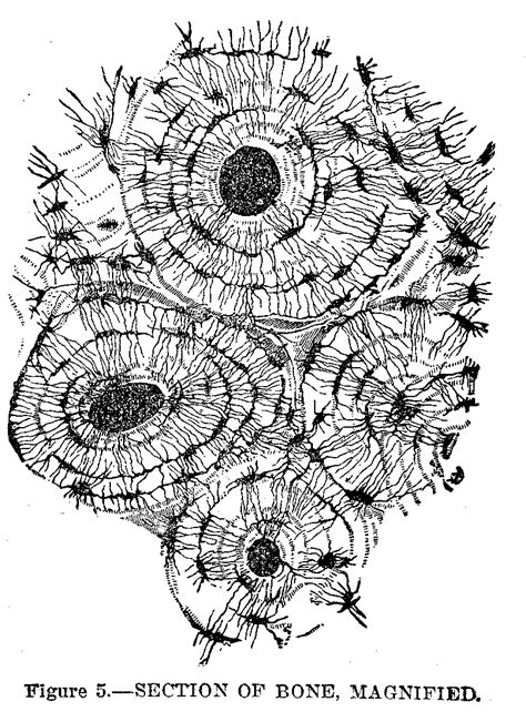 Anatomy and Physiology