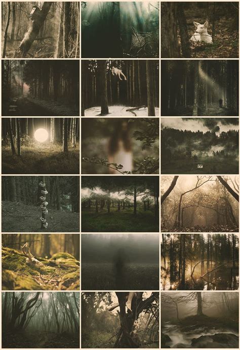 Aesthetics Chaos Haunted Forest Hoia Baciu Forest Dark Forest Aesthetic
