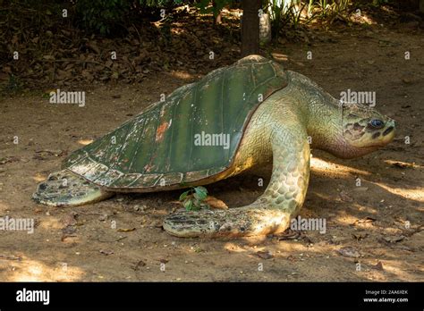 Chennai Tamil Nadu India November 02 2019 View Of The Turtle