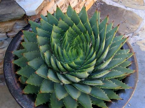 How to grow a cactus. How to Grow and Care for a Spiral Aloe | World of Succulents