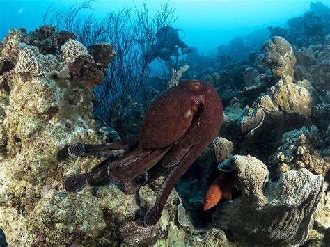 Octopuses Garden Photograph By Ilan Ben Tov Pixels