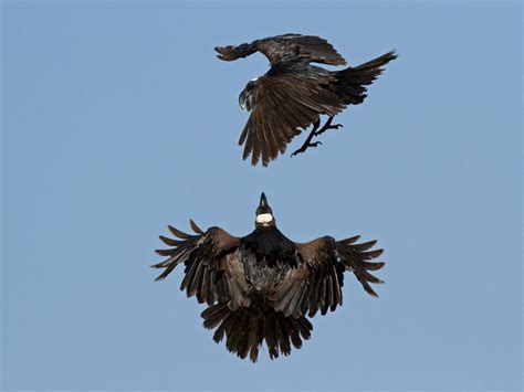 Thick Billed Raven Ebird