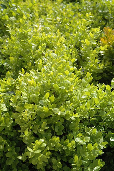 Dwarf English Boxwood Buxus Sempervirens Suffruticosa In Columbus