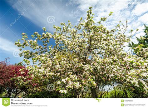 Crabapple Trees In Full Bloom Stock Photo Image Of Season Beautiful
