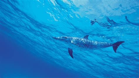 Dolphins Wallpaper 4k Underwater Under The Sea