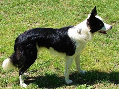 Looking For Border Collie Stud For Sale In Countyline North Carolina