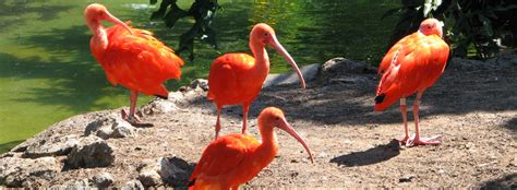 Scarlet Ibis Facts And Information Seaworld Parks And Entertainment