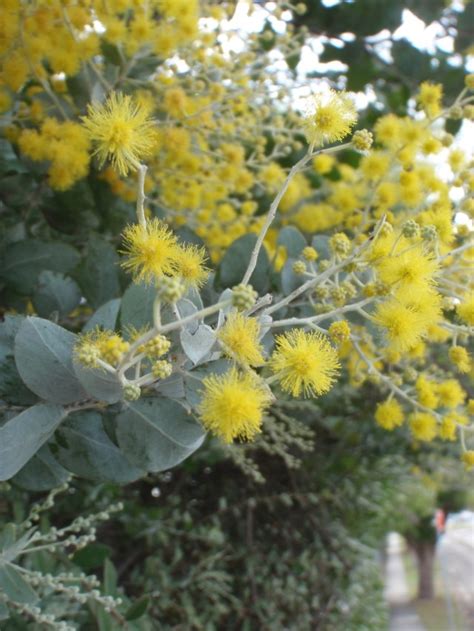 Queensland Silver Wattle Weeds