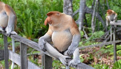 Proboscis Monkey Facts Habitat Pics And All Information