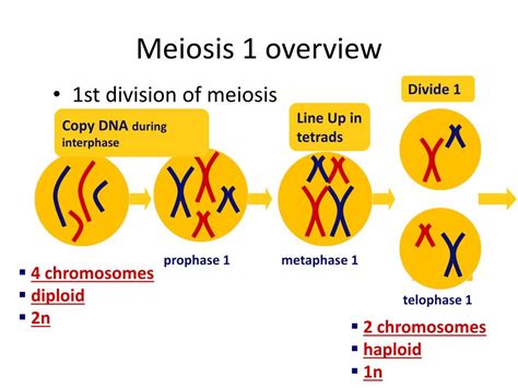 Meiosis Phases