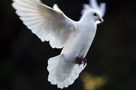 Dove Symbolism And Dove Meanings On Whats Your Sign