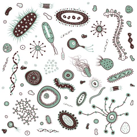 Download High Quality Bacteria Clipart Microorganism Transparent Png
