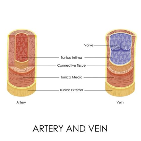 Similarities And Differences Between Arteries And Veins Facty Health