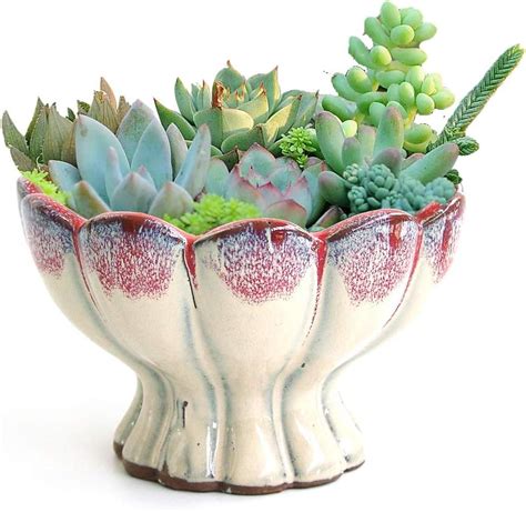 Summer Impressions 6 Inch Glazed Terracotta Succulent