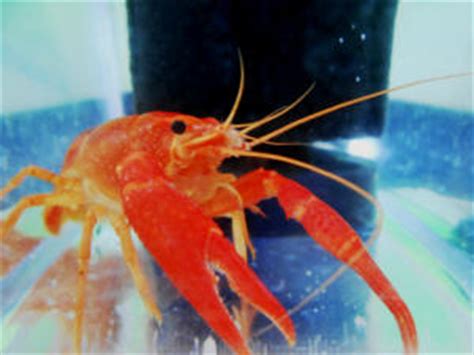 You'll see their tiny little exoskeletons scattered along the bottom of your tank. Crayfish, Crawdads, Ditch Bugs Reproduction