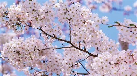 3008x2000 Blossom Spring Branch Mood Sky Wallpaper