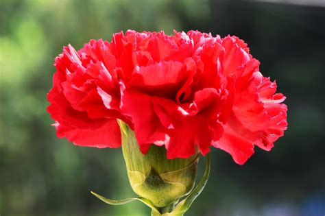 Flowers Carnations