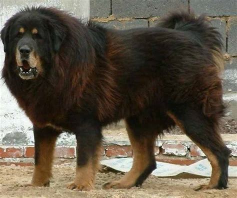 Tibetan Mastiff All Big Dog Breeds