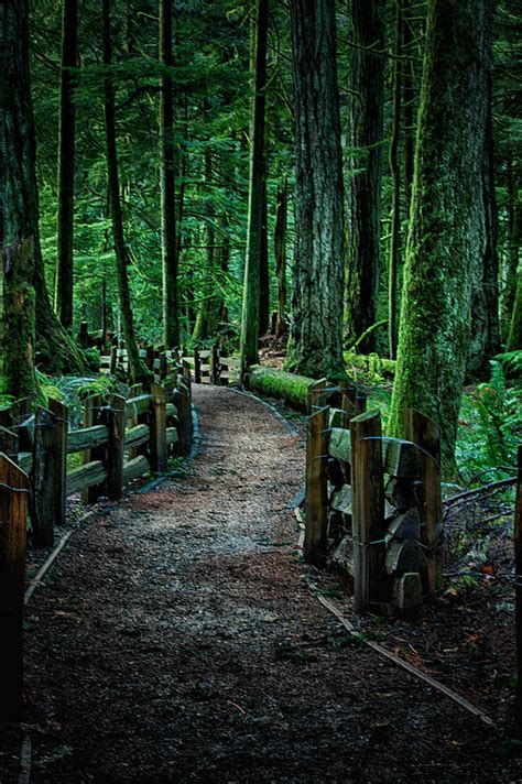 The forest wiki is the most comprehensive source of the forest information. Forest Path Photograph by Davids Pixels
