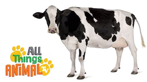 Cows Animals For Children Kids Videos Kindergarten