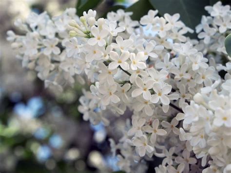 How And When To Prune Lilacs Hunker