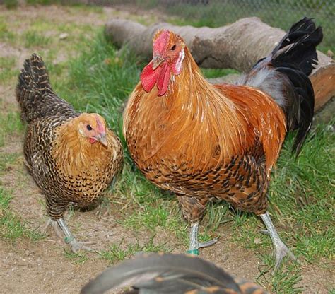 Westfälischer Totleger Alte Hühnerrassen Hühnerrassen Hühner Rassen
