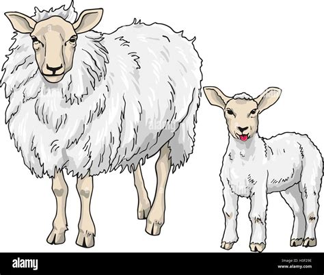 Sheep And Lamb Vector Illustration On White Background Stock Vector